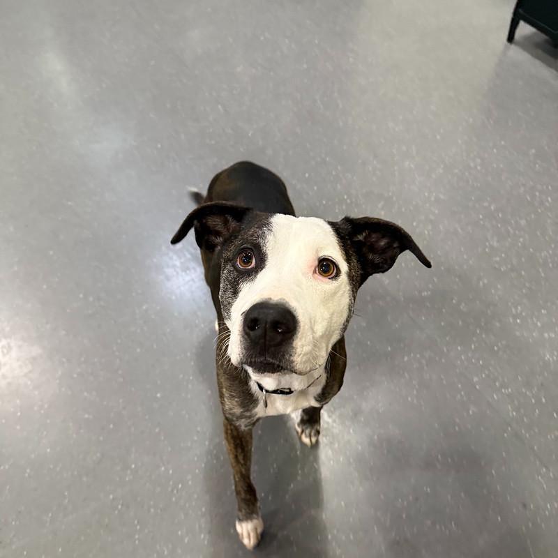 Enlarge Gunther, a ADOPTABLE Mixed Breed in Truckee, CA image 2/4