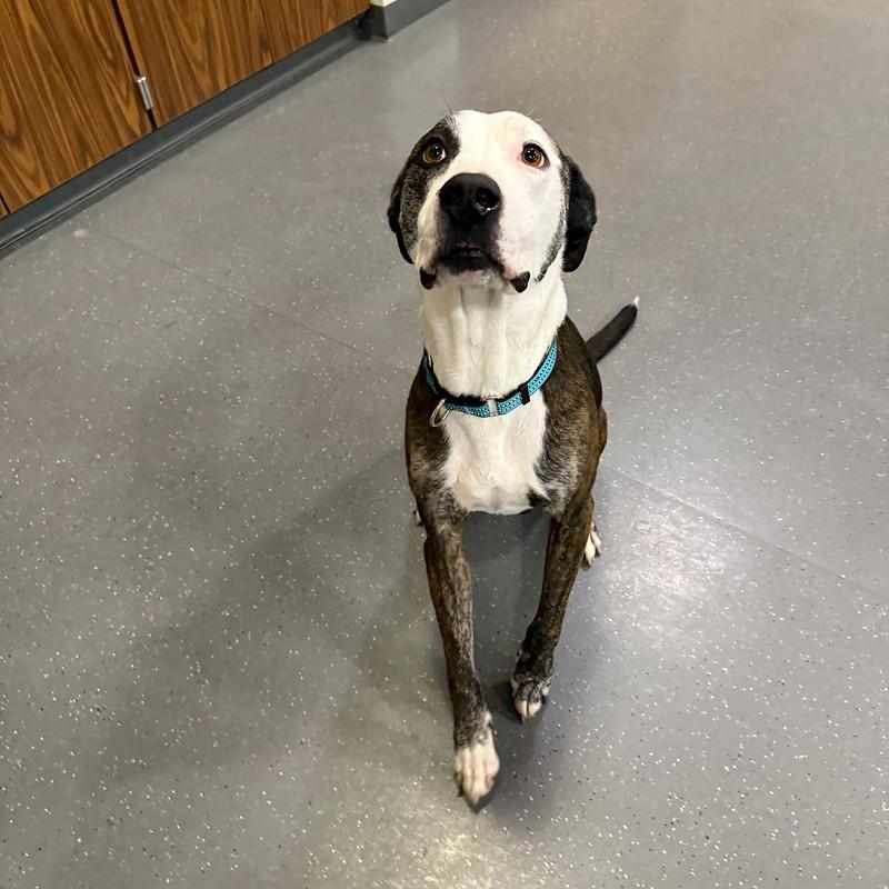 Enlarge Gunther, a ADOPTABLE Mixed Breed in Truckee, CA image 3/4