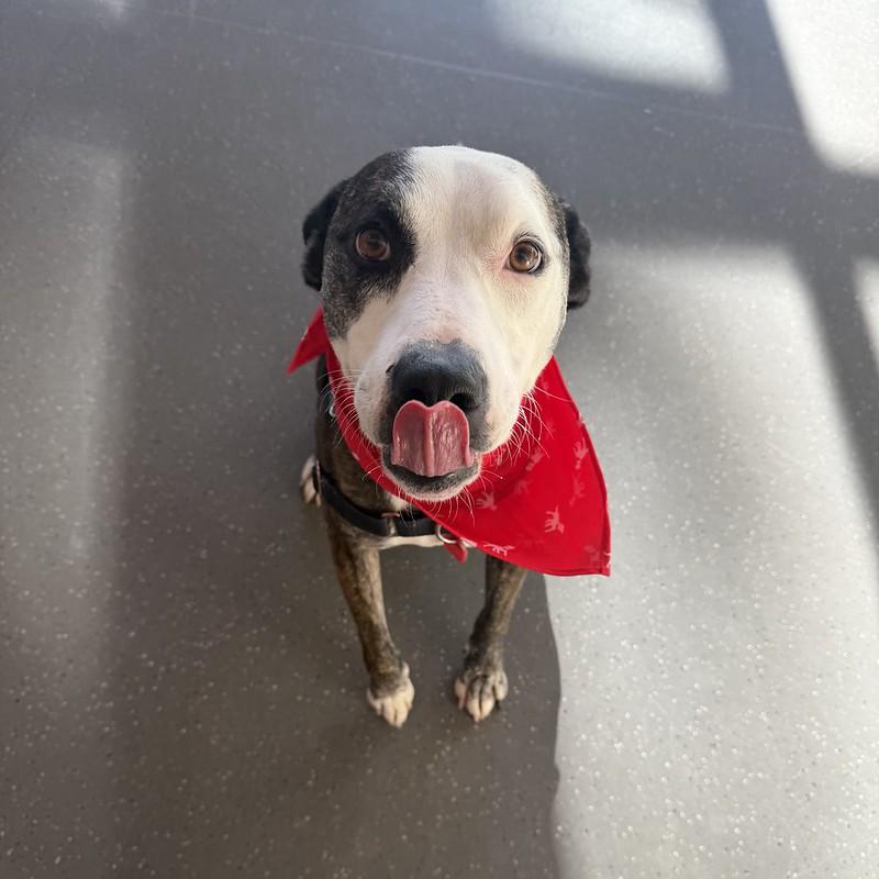 Enlarge Gunther, a ADOPTABLE Mixed Breed in Truckee, CA image 4/4