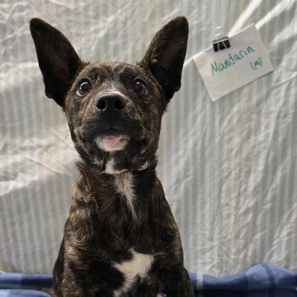 Mandarin: RIDGE DOG IN TRAINING @ LOCAL PRISON