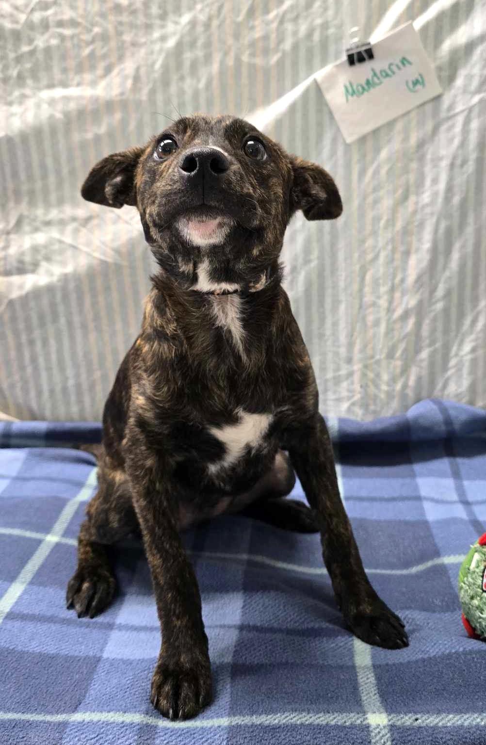 Mandarin: RIDGE DOG IN TRAINING @ LOCAL PRISON photo 3