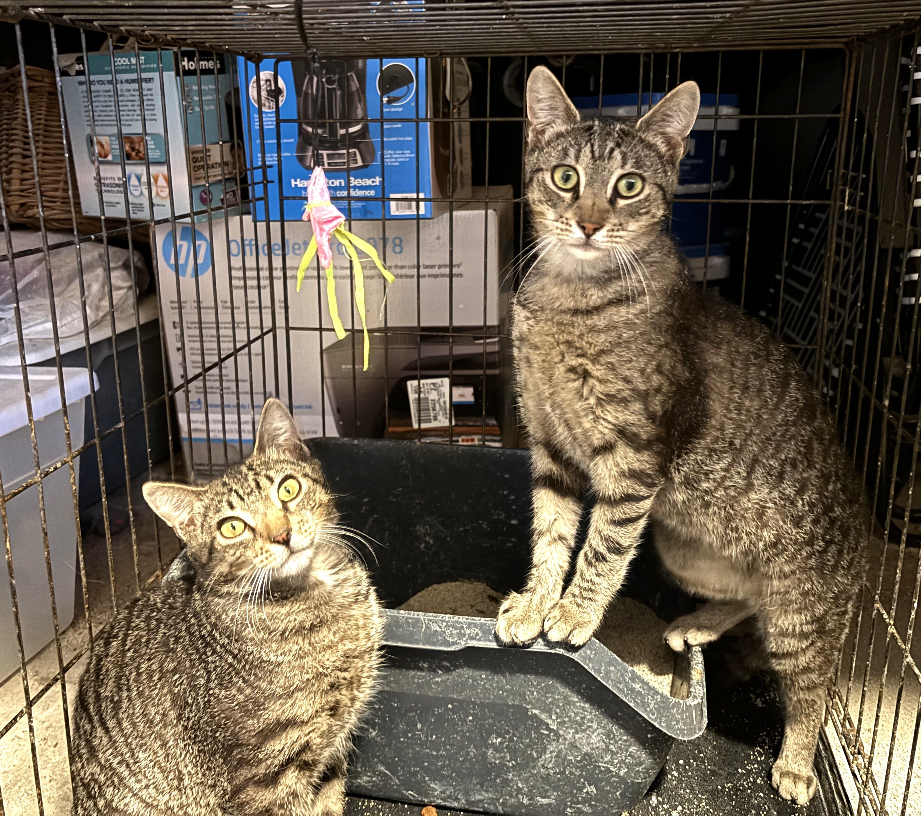 Enlarge Barnes & Noble, a ADOPTABLE Domestic Short Hair in Bridgeport, CT image 1/1