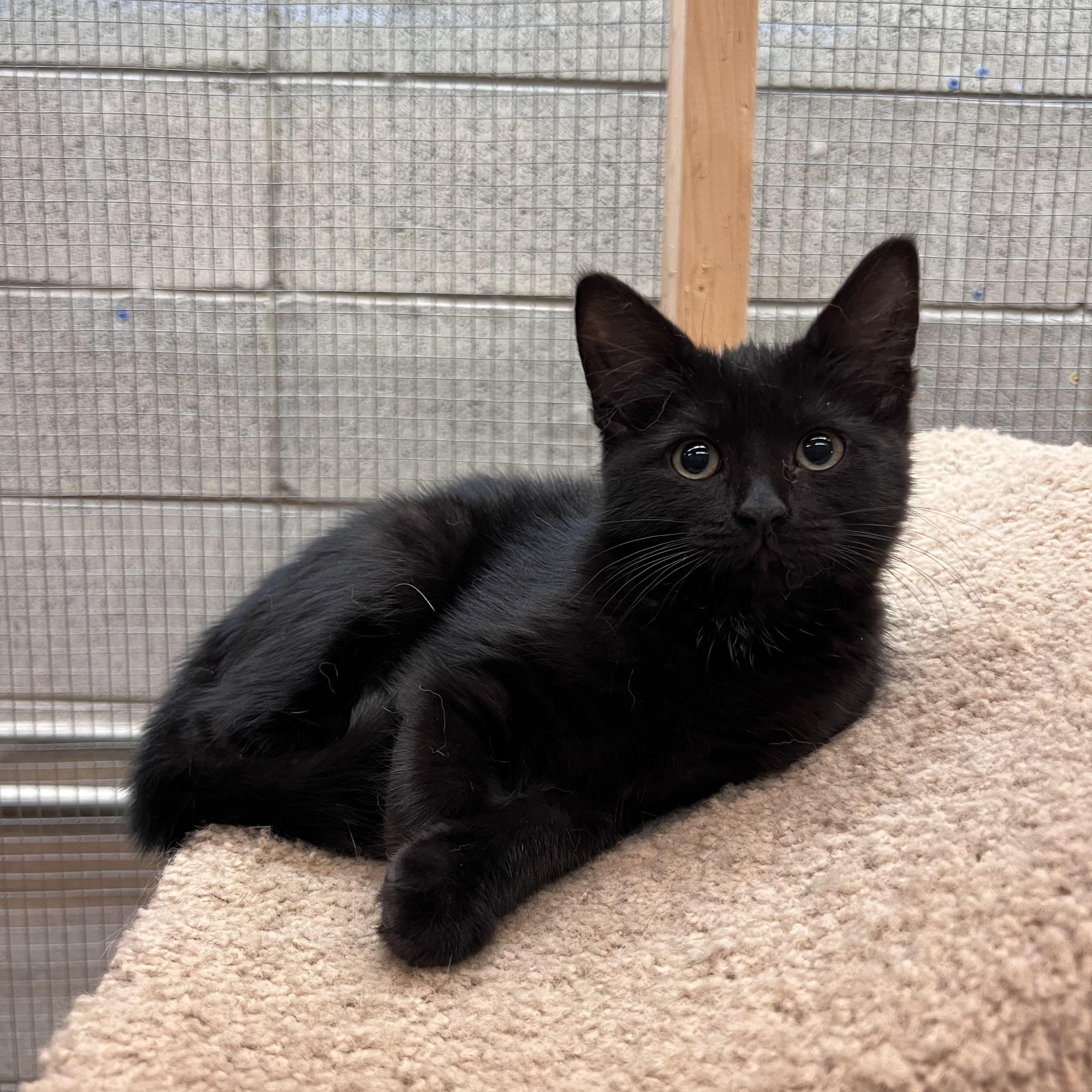 Pancakes, adopted, Kitten Female Domestic Medium Hair.