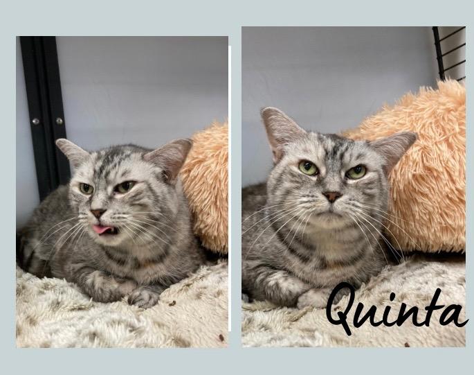 Enlarge Quinta - Fee Waived - In foster, a Adoptable mixed breed in Pierceton, IN image 1/2