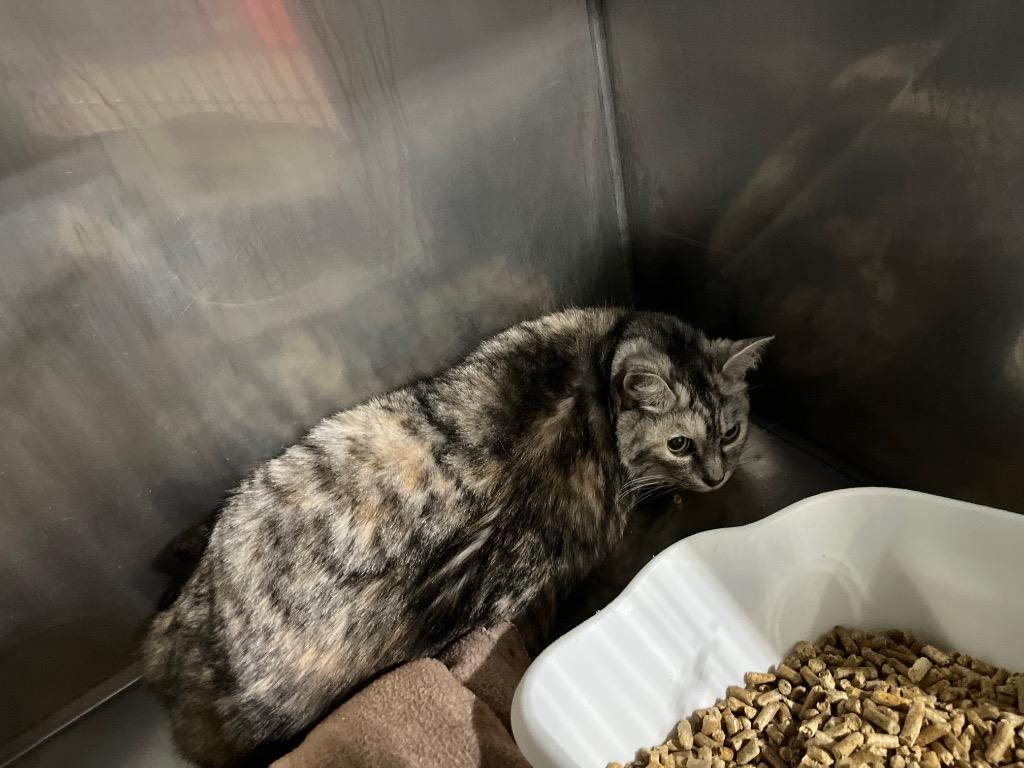 Enlarge Quinta - Fee Waived - In foster, a Adoptable mixed breed in Pierceton, IN image 2/2