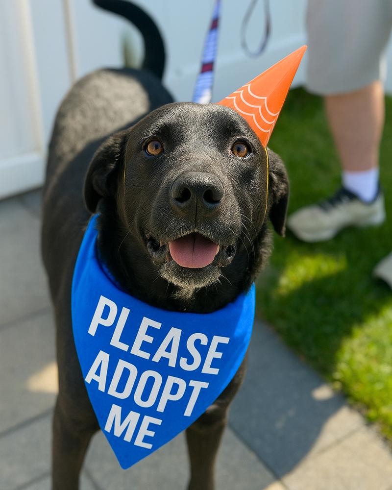 Enlarge Thompson Sugarlips, a Adoptable mixed breed in Wayne, NJ image 1/5