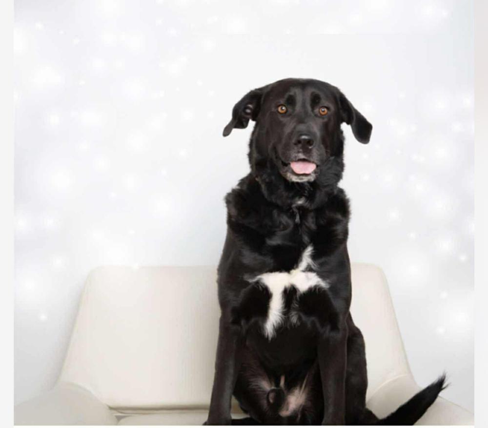 Enlarge Thompson Sugarlips, a Adoptable mixed breed in Wayne, NJ image 3/5