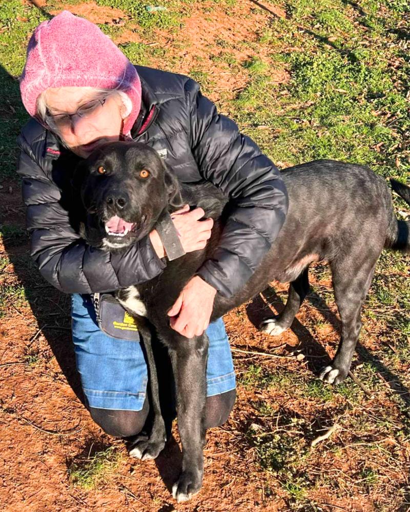 Enlarge Thompson Sugarlips, a Adoptable mixed breed in Wayne, NJ image 4/5