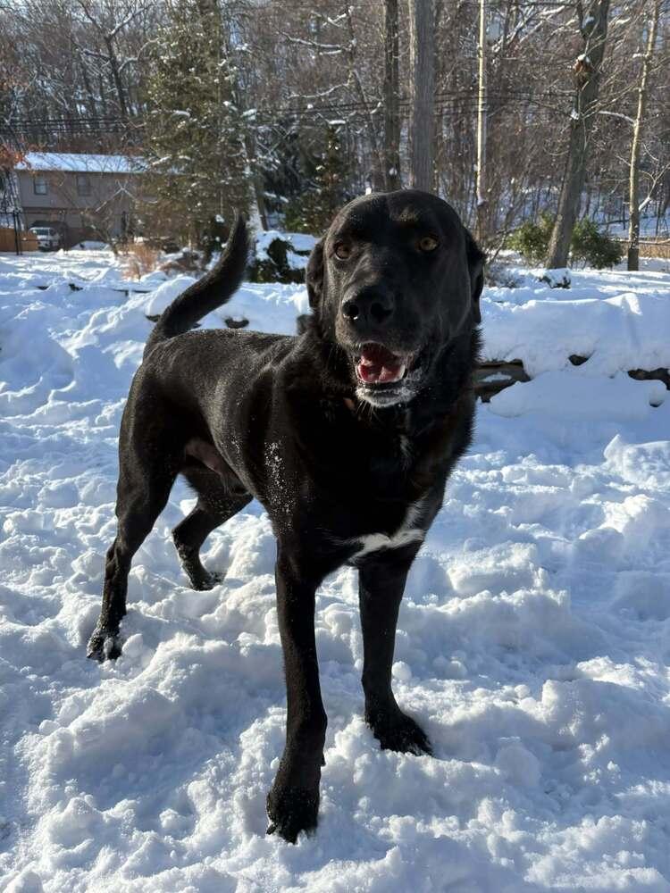 Enlarge Thompson Sugarlips, a Adoptable mixed breed in Wayne, NJ image 5/5