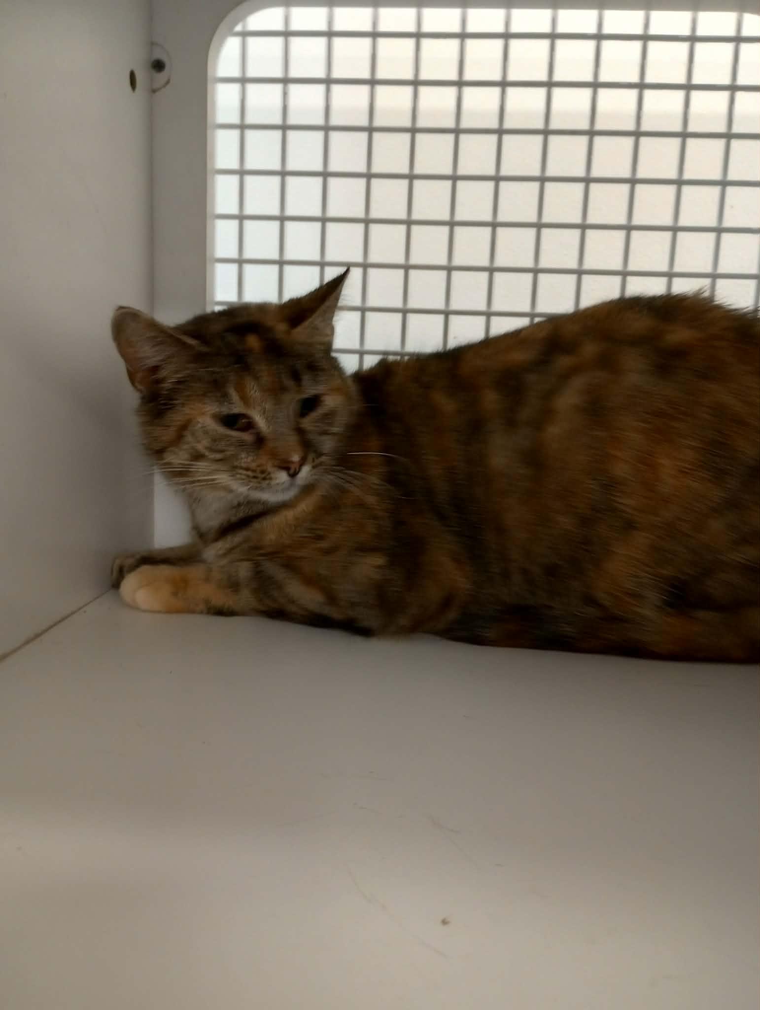 Jacie, Adoptable, Adult Female Torbie.