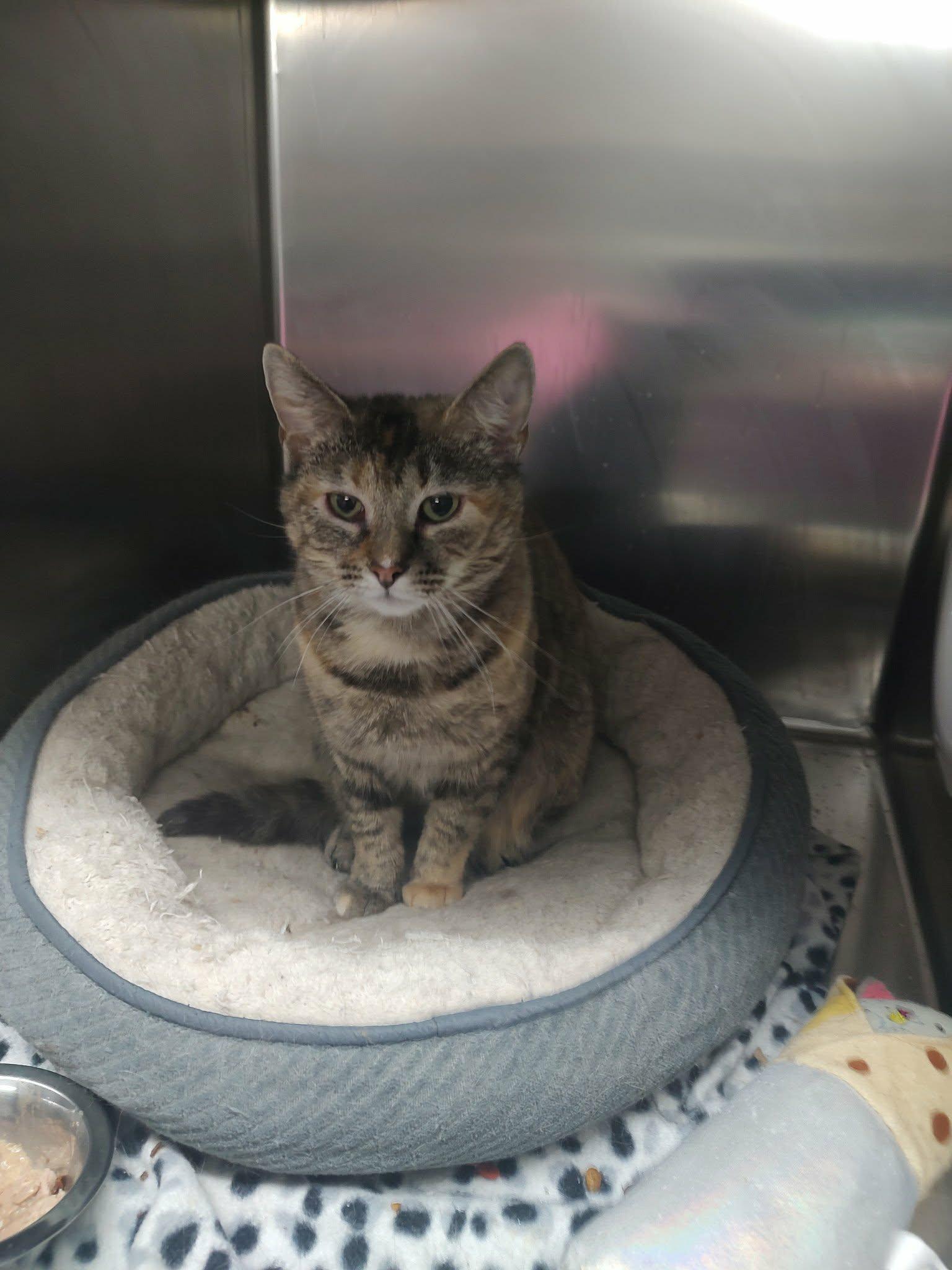 Enlarge Jacie, a Adoptable Torbie in Frenchburg, KY image 2/3