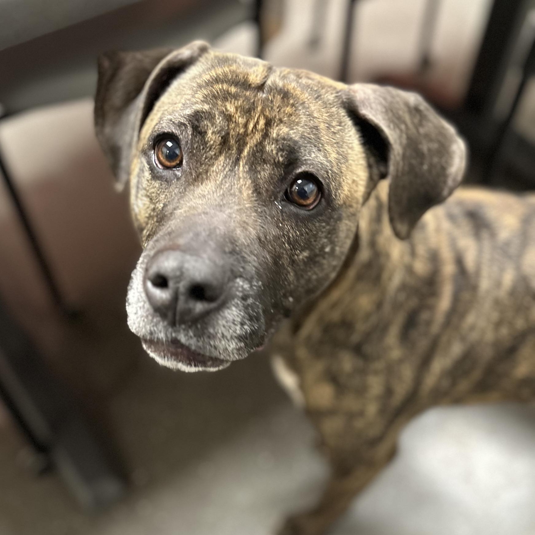 Enlarge Misty, a Adoptable mixed breed in Valparaiso, IN image 3/4