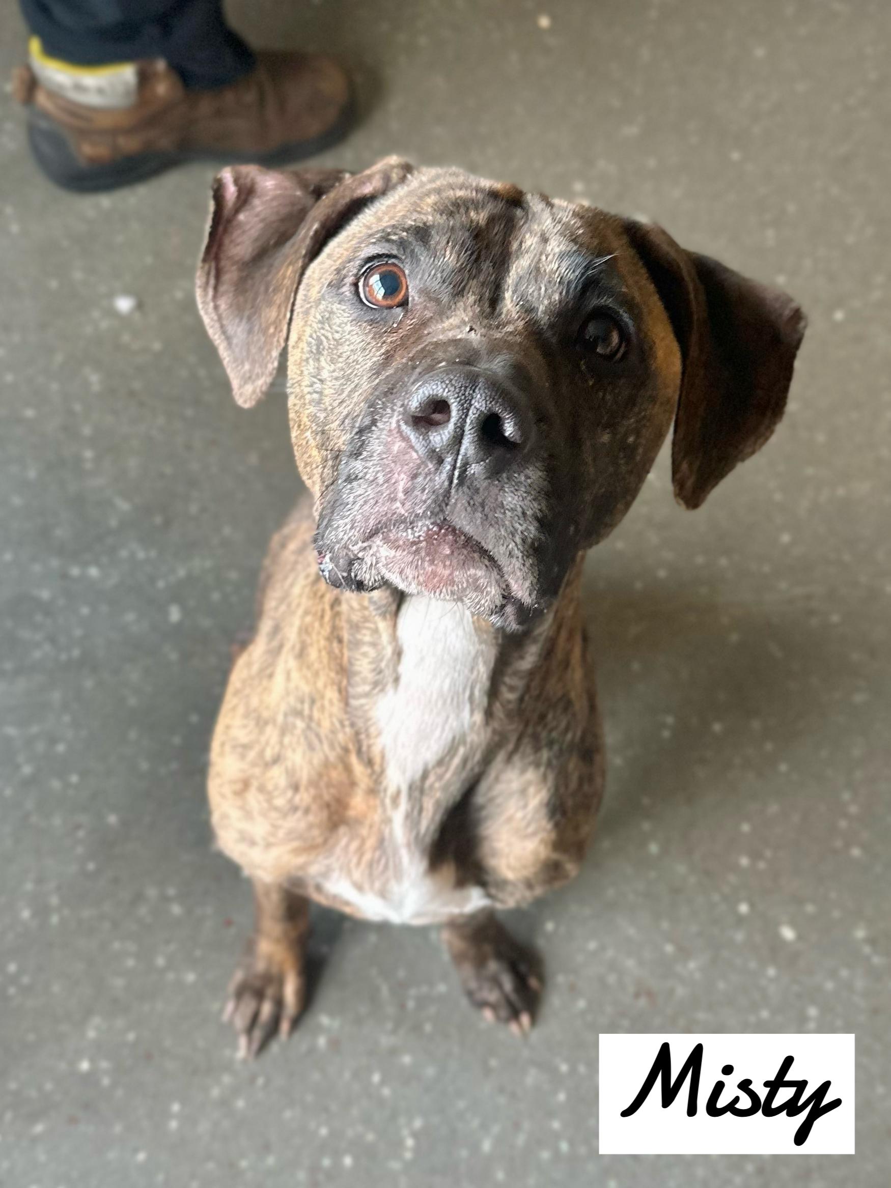 Enlarge Misty, a Adoptable Mountain Cur image 1/2