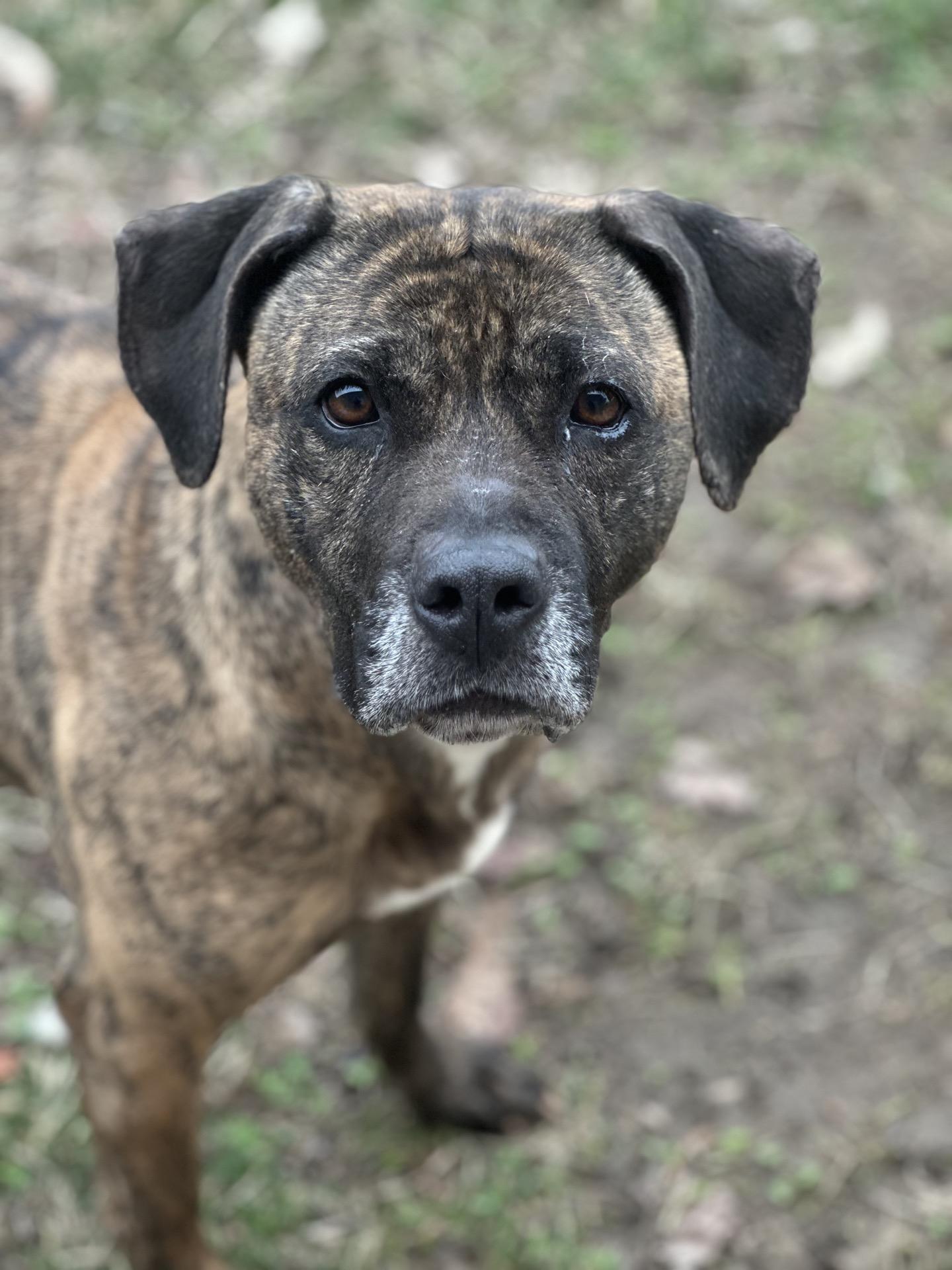 Enlarge Misty, a Adoptable mixed breed in Valparaiso, IN image 1/4