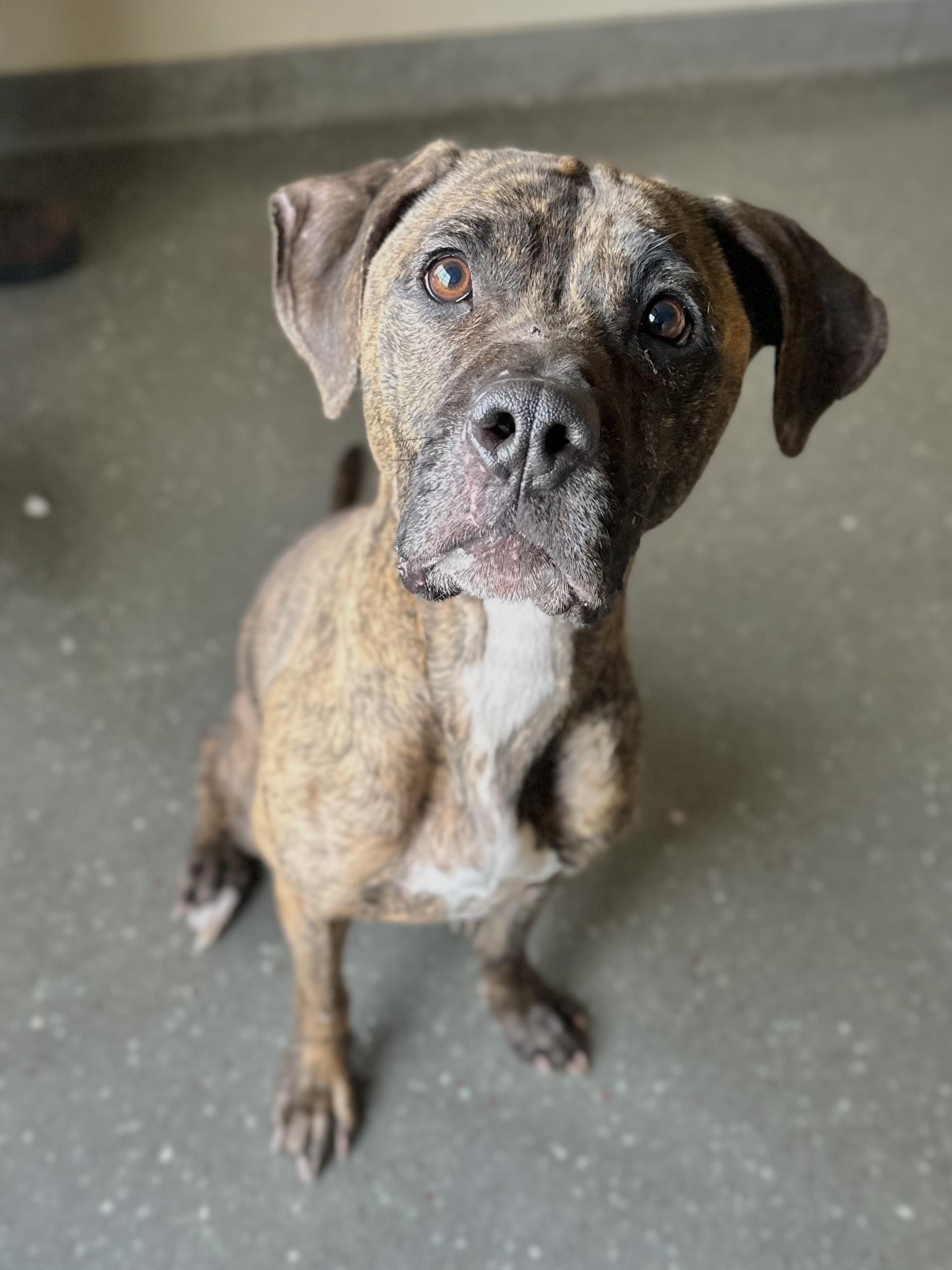 Enlarge Misty, a Adoptable Mountain Cur image 2/2