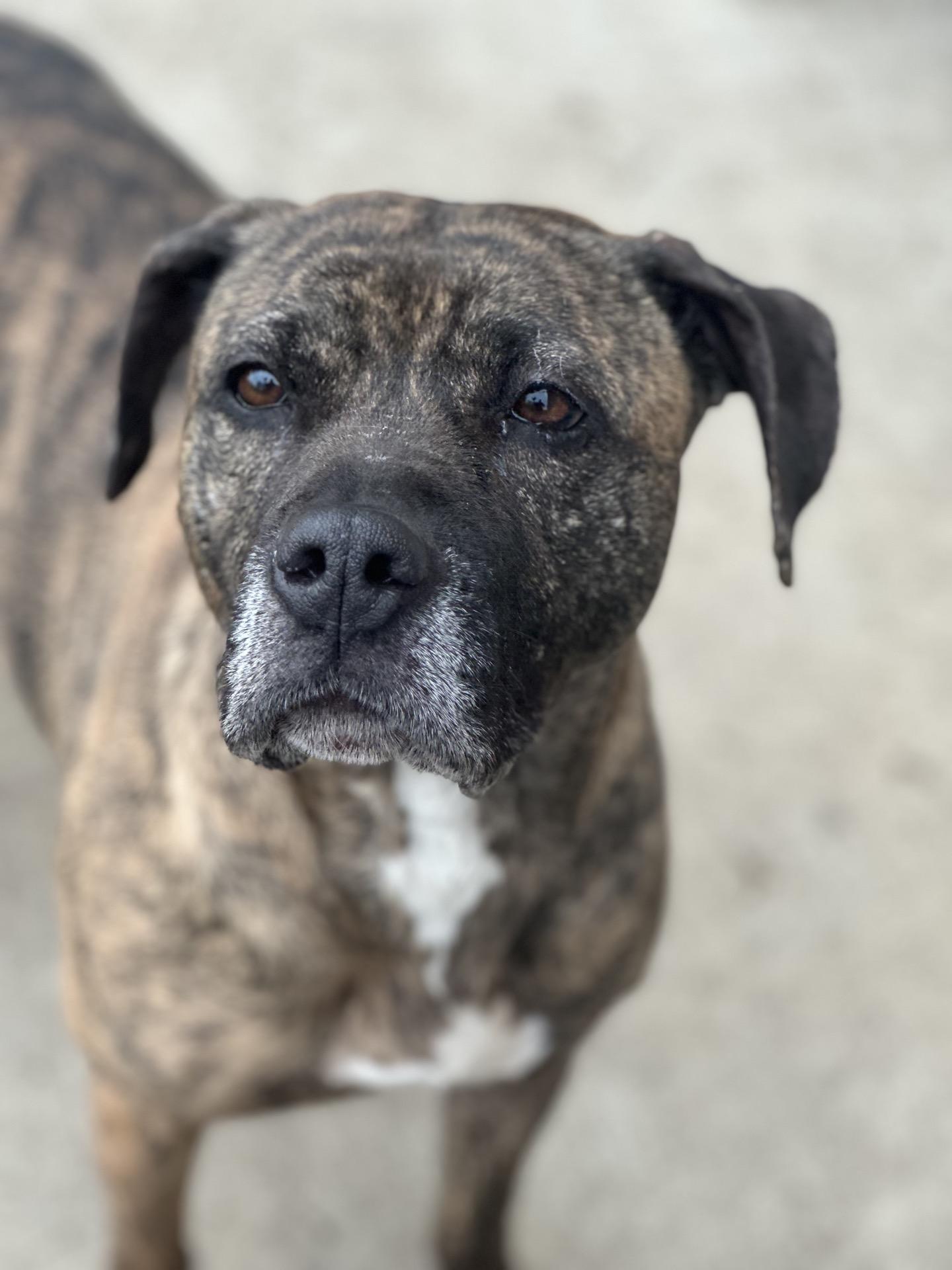 Enlarge Misty, a Adoptable mixed breed in Valparaiso, IN image 2/4