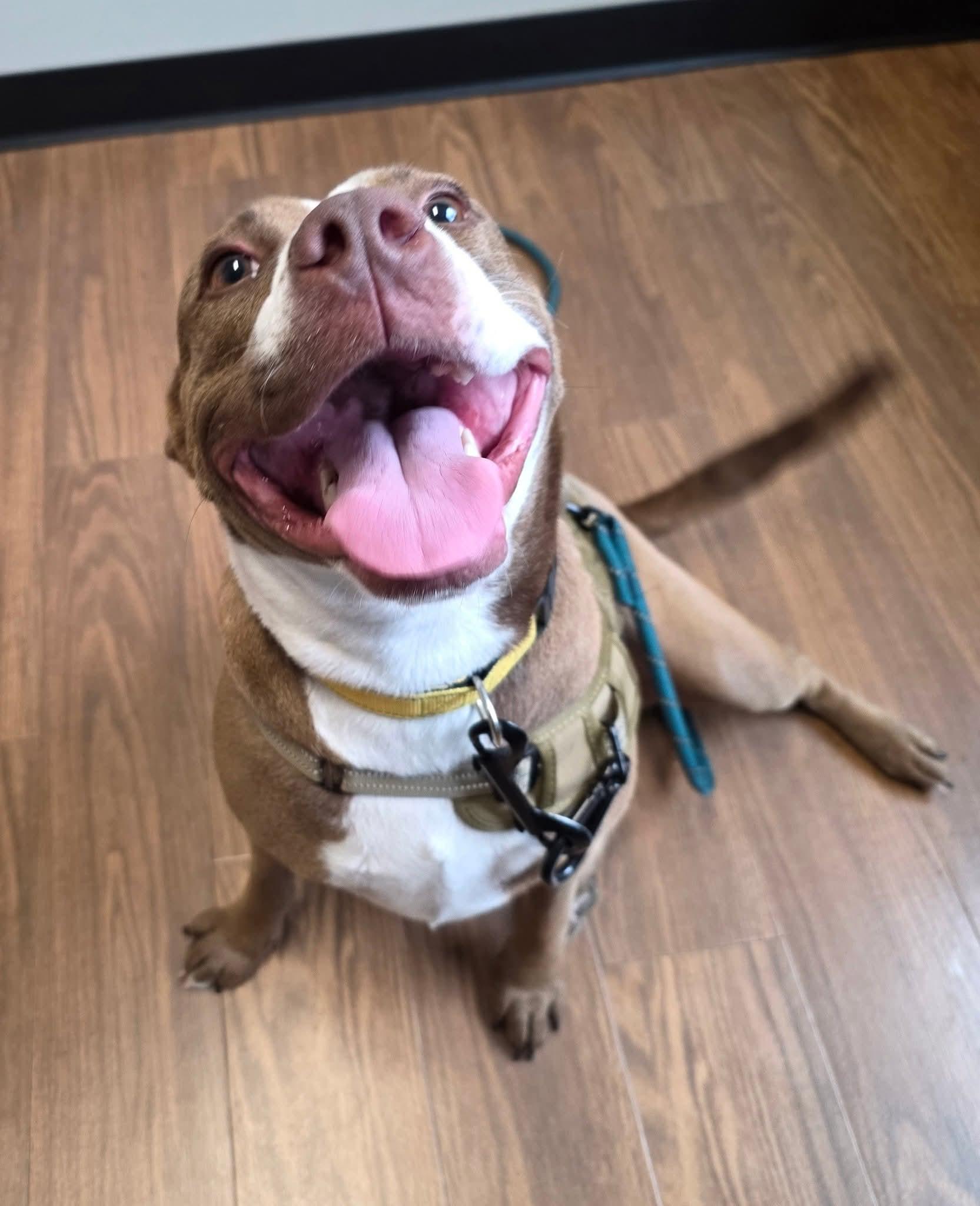 Enlarge Luna, a ADOPTABLE mixed breed in Nashville, TN image 1/2