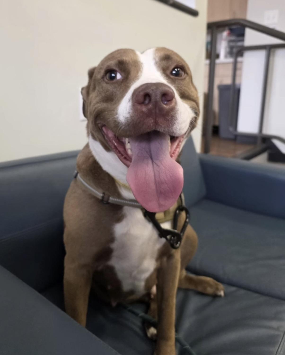 Enlarge Luna, a ADOPTABLE mixed breed in Nashville, TN image 2/2