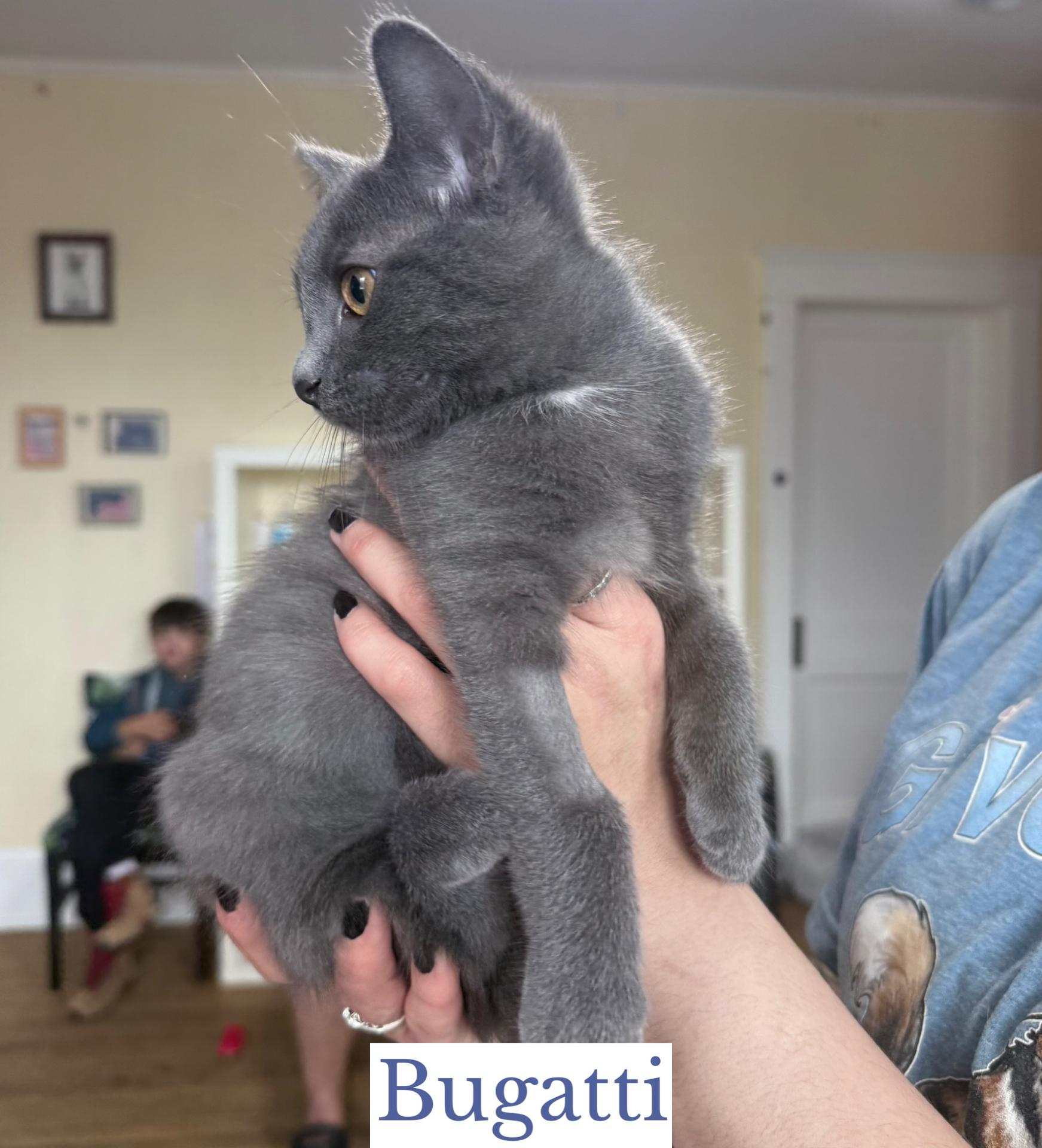 Enlarge Bugatti, a Adopted Domestic Short Hair in Berkeley Springs, WV image 4/4