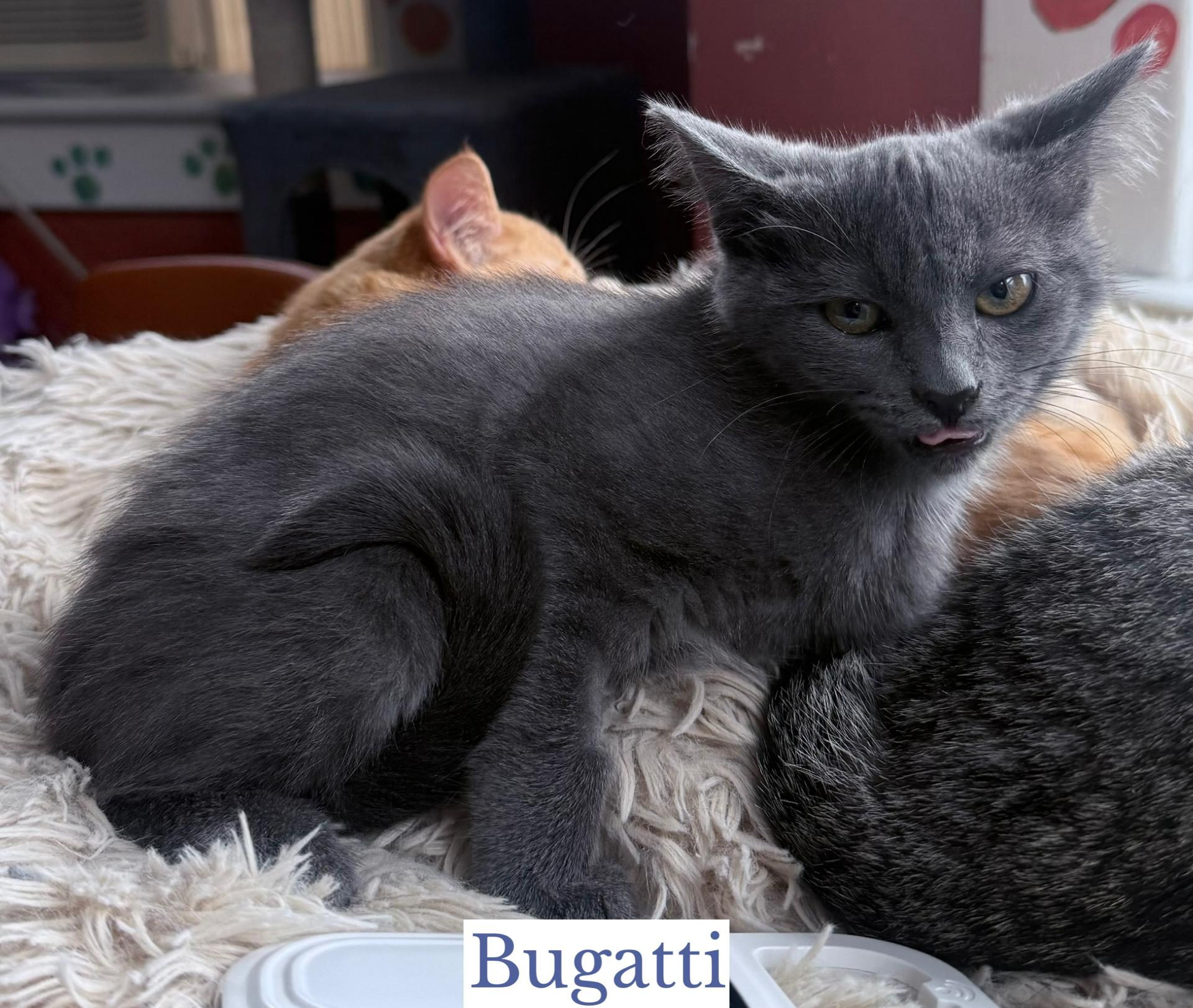 Enlarge Bugatti, a Adopted Domestic Short Hair in Berkeley Springs, WV image 2/4