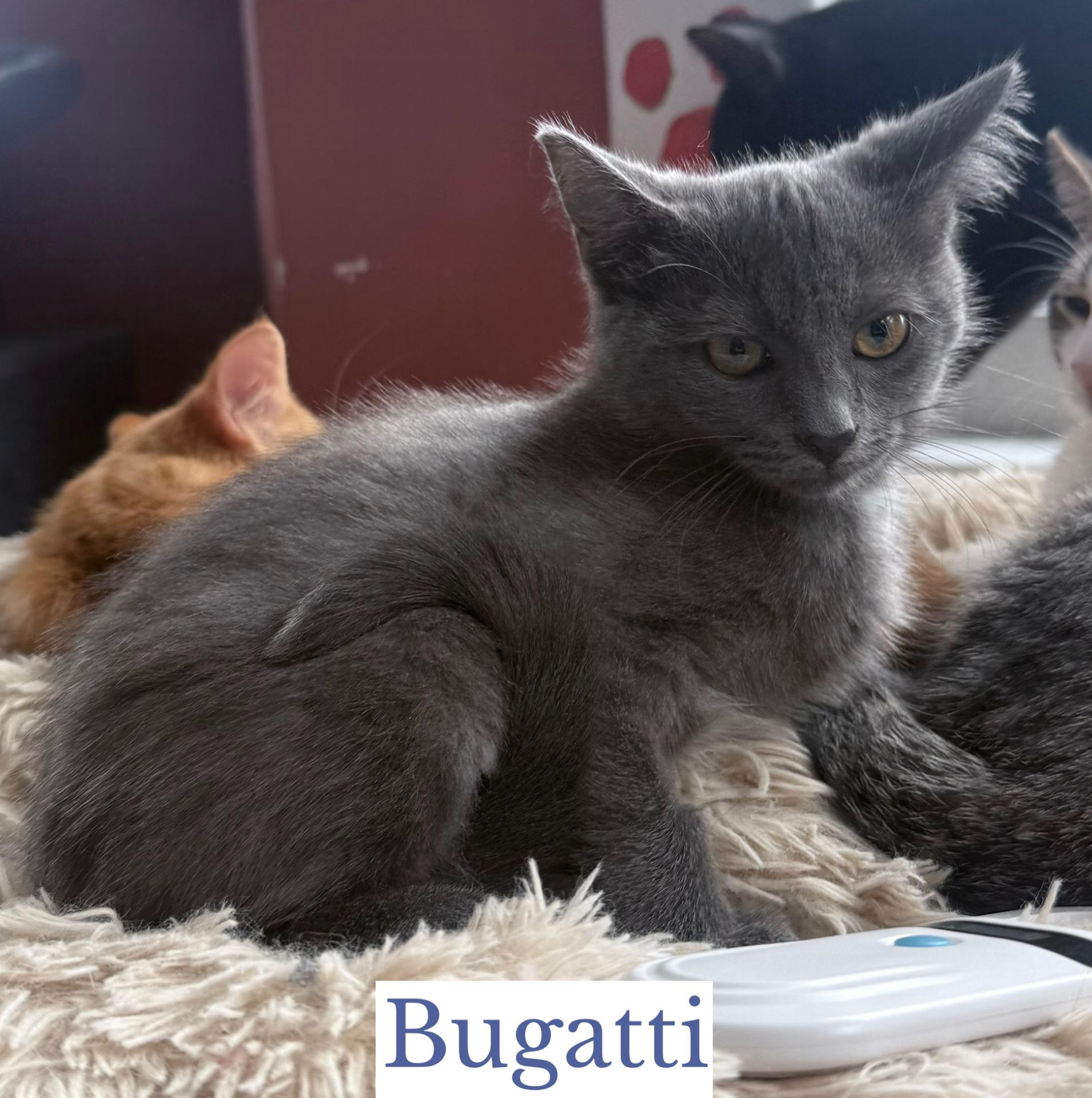 Enlarge Bugatti, a Adopted Domestic Short Hair in Berkeley Springs, WV image 3/4