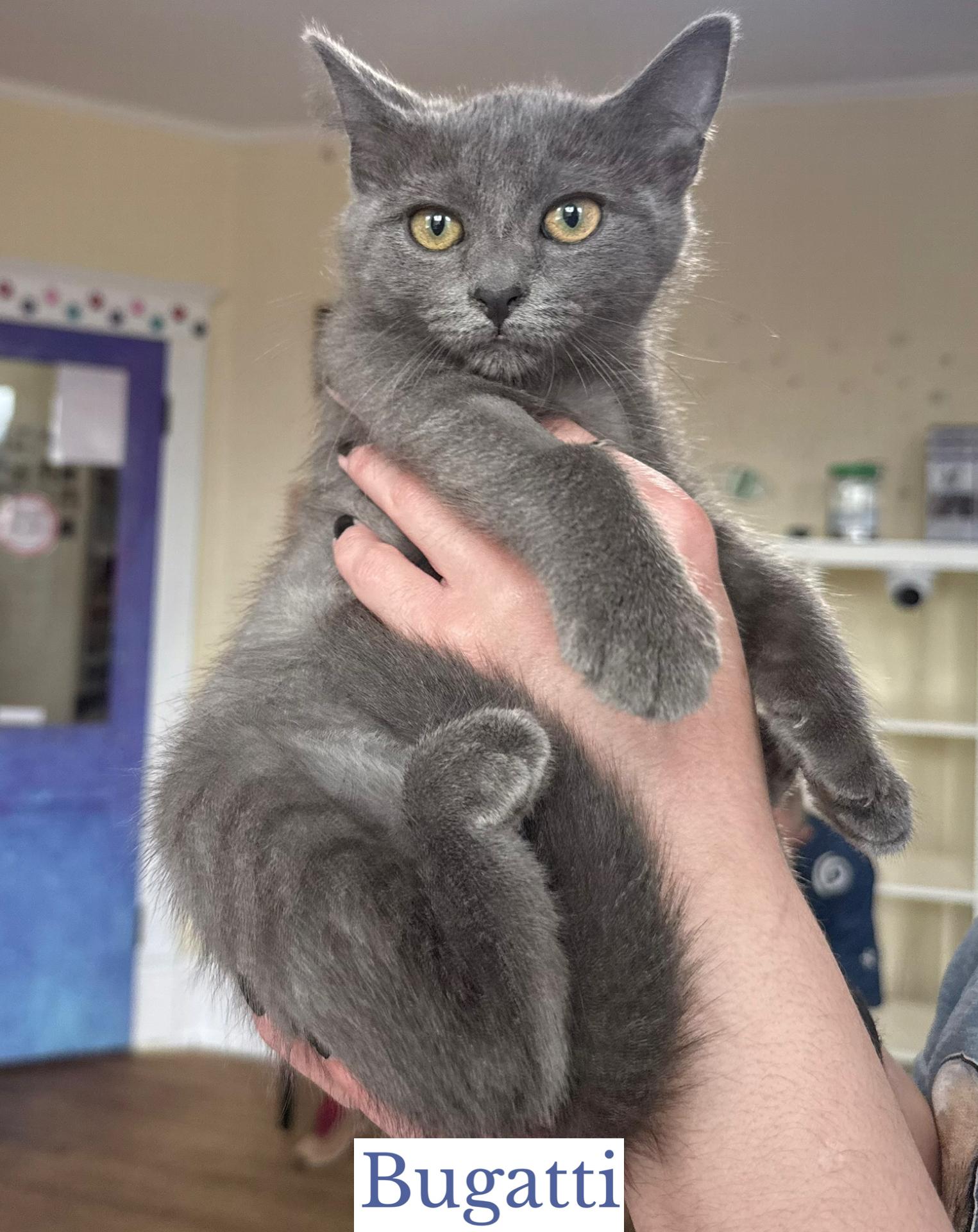 Enlarge Bugatti, a Adopted Domestic Short Hair in Berkeley Springs, WV image 1/4