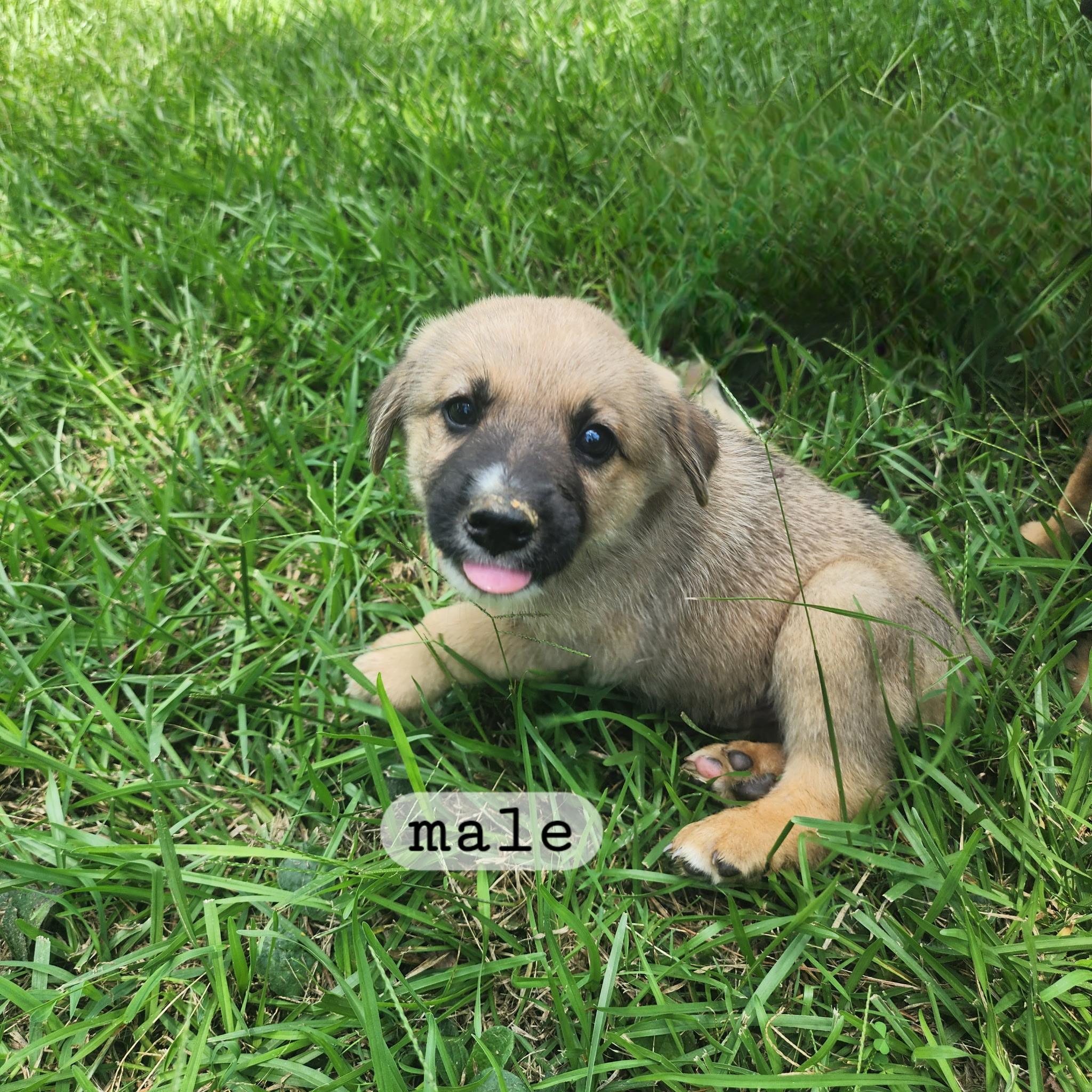 Simba