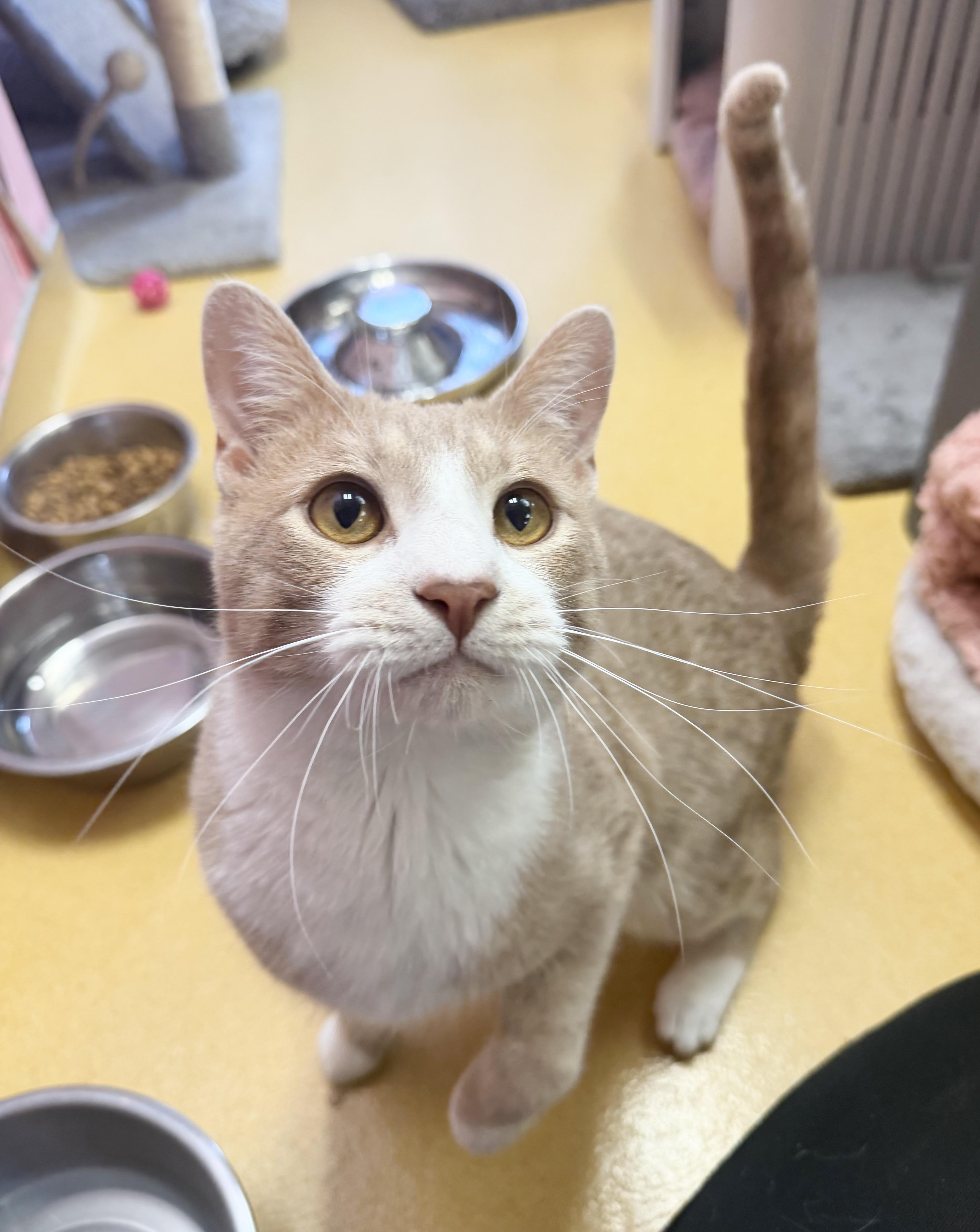Kai, adopted, Young Male Domestic Short Hair.