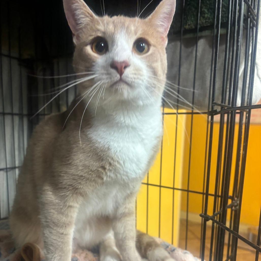 Kai, an adopted Domestic Short Hair in Hudson, NY image 2/2