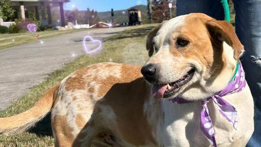 Gizmo, Adoptable, Adult Male Mixed Breed.