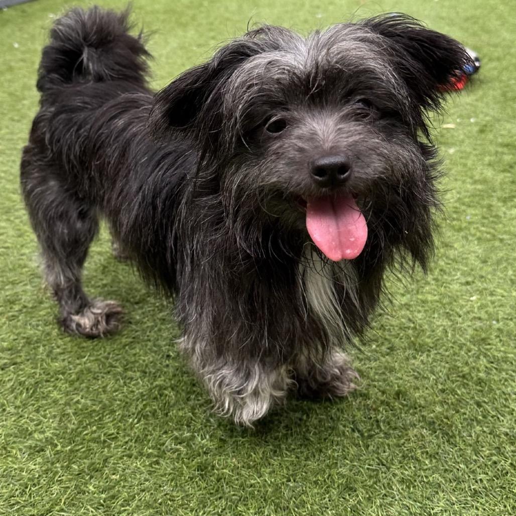 Beatrice — thumbnail 2