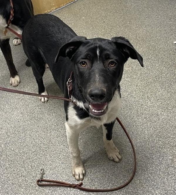 Enlarge Snoot, a Adoptable mixed breed in Escondido, CA image 1/1