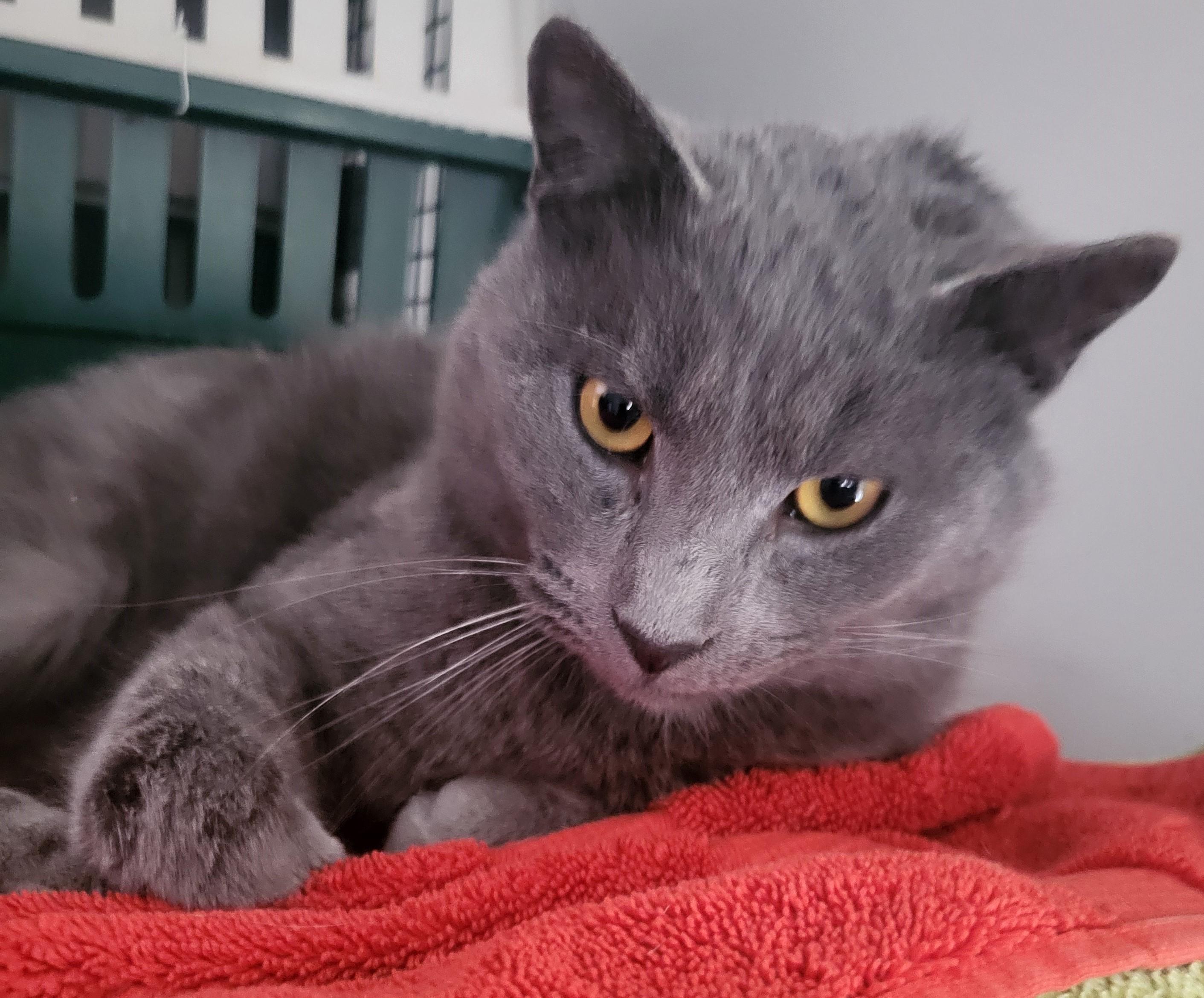 Enlarge Auvgust, a ADOPTABLE mixed breed in Bennington, VT image 1/1