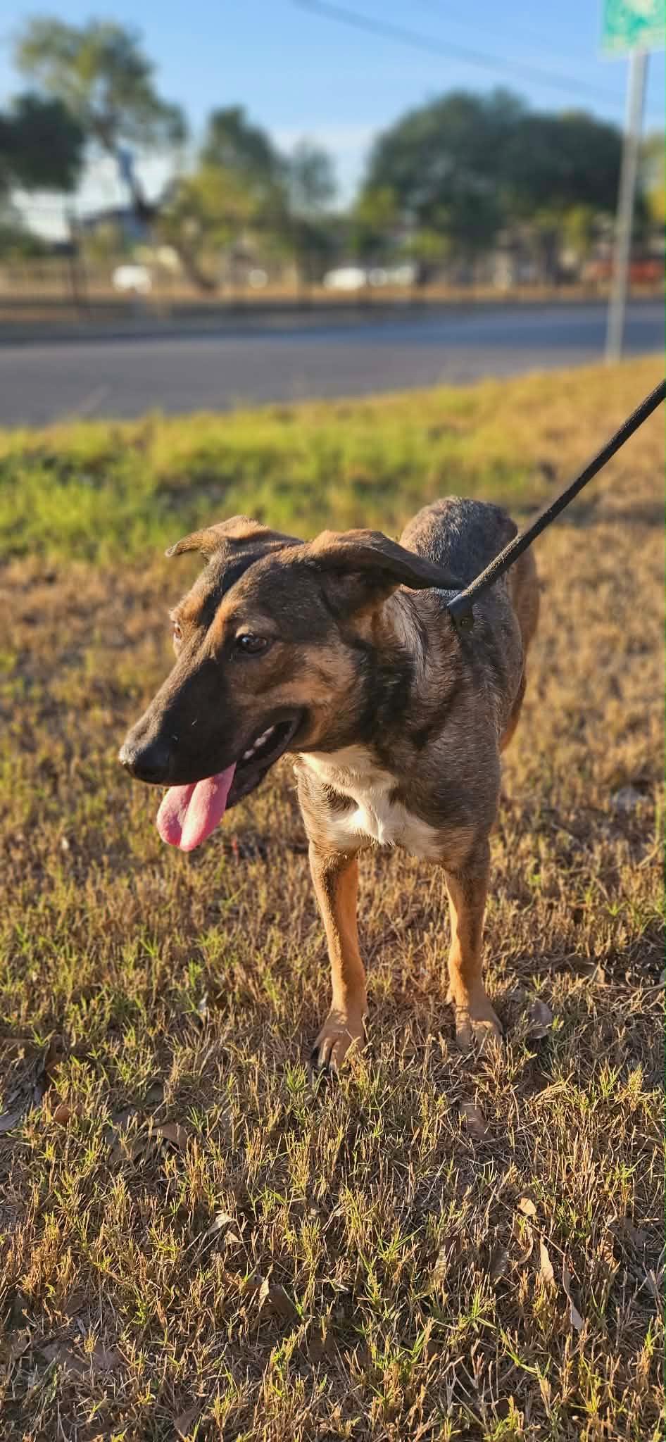 Enlarge Espresso, a Adoptable mixed breed in Cortlandt Manor, NY image 3/3