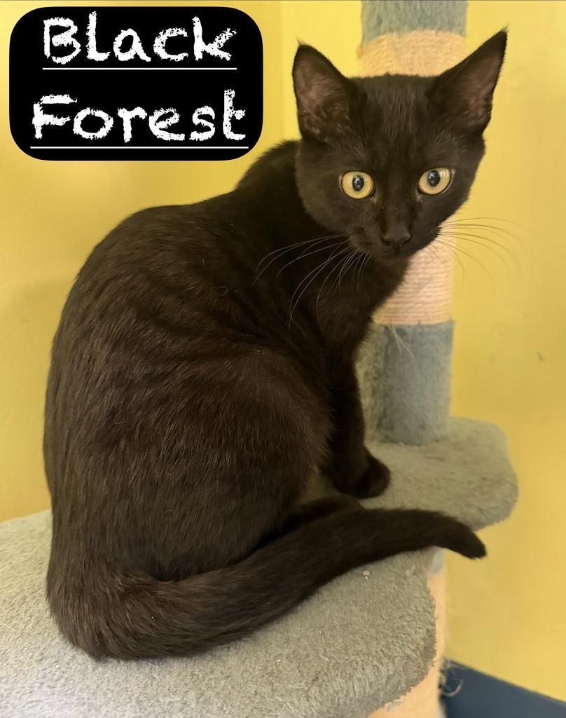 Black Forest, Adoptable, Kitten Male Domestic Short Hair.