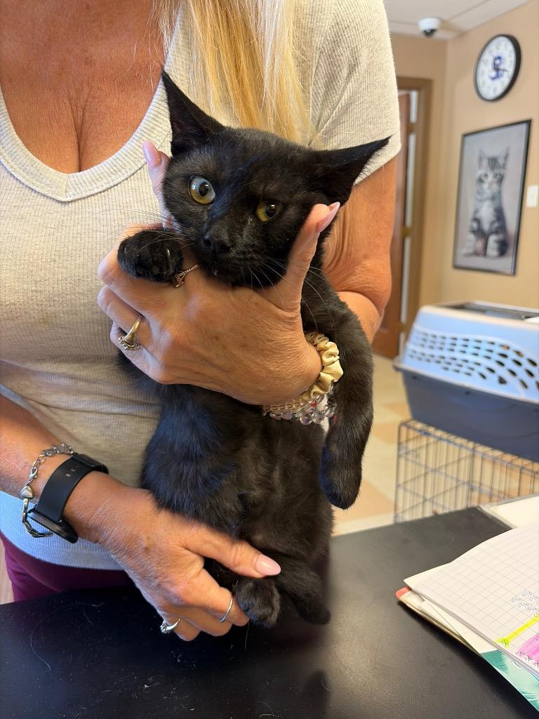 Enlarge Black Forest, a Adoptable mixed breed in Maumelle, AR image 2/3