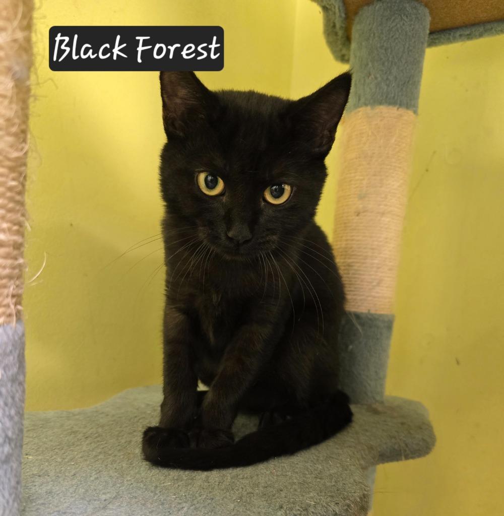 Enlarge Black Forest, a Adoptable mixed breed in Maumelle, AR image 3/3