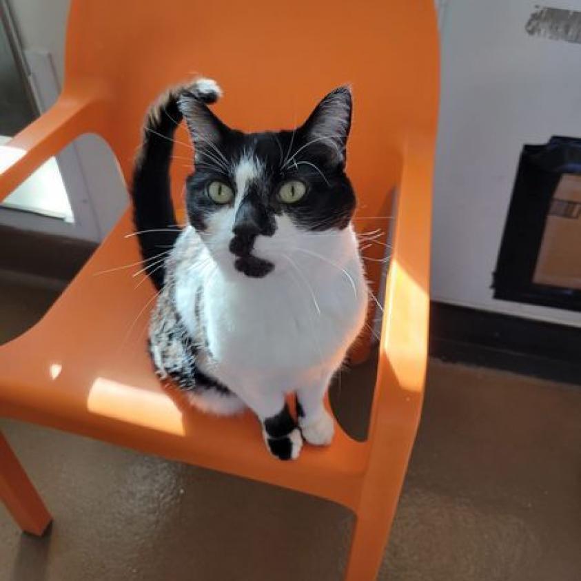 Starling, a Adoptable mixed breed in Long Beach, CA image 1/6