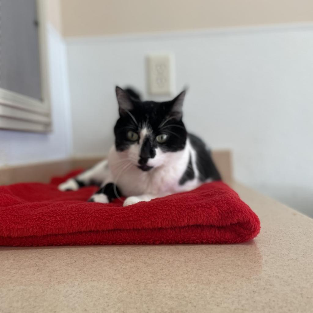 Starling, a Adoptable mixed breed in Long Beach, CA image 4/6