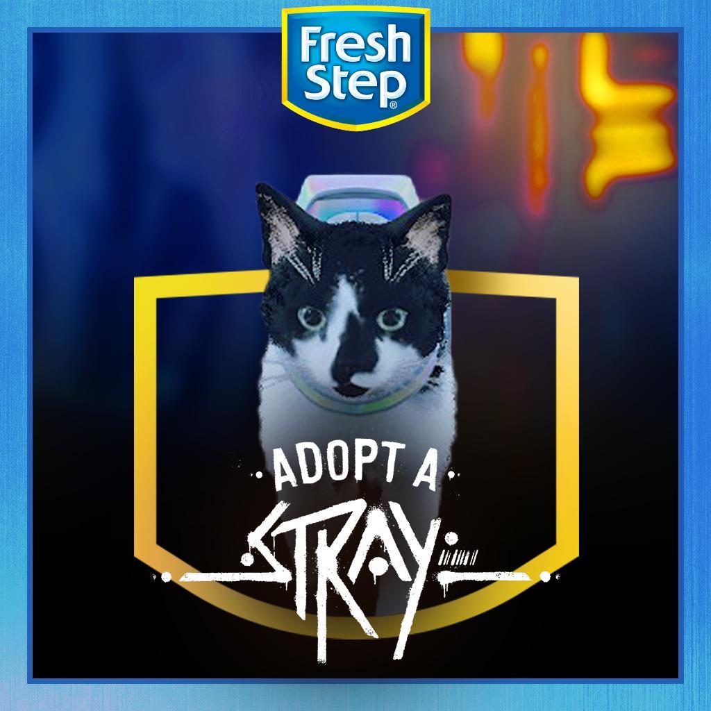 Starling, a Adoptable mixed breed in Long Beach, CA image 5/6