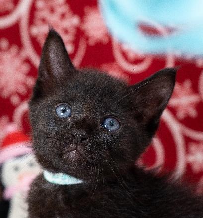Jasper, Adoptable, Kitten Male Domestic Short Hair.