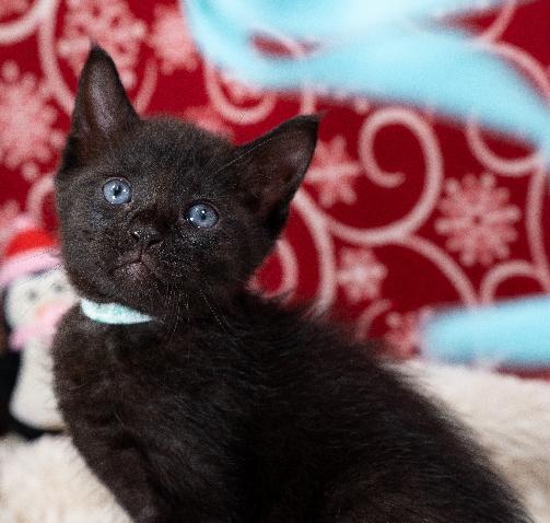 Enlarge Jasper, a Adoptable Domestic Short Hair in Lafayette, LA image 2/4