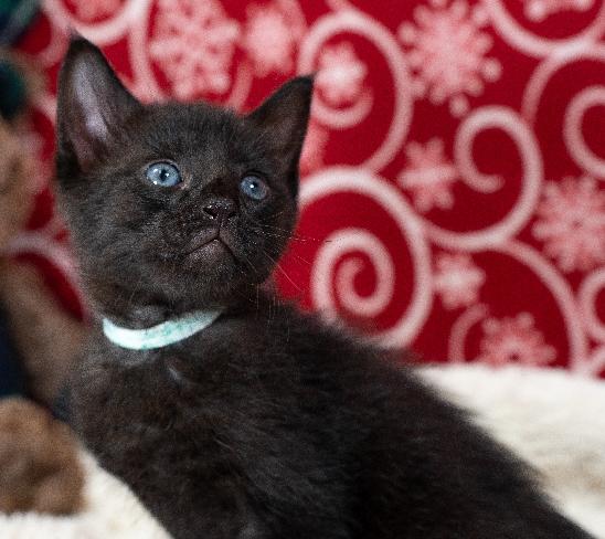 Enlarge Jasper, a Adoptable Domestic Short Hair in Lafayette, LA image 4/4