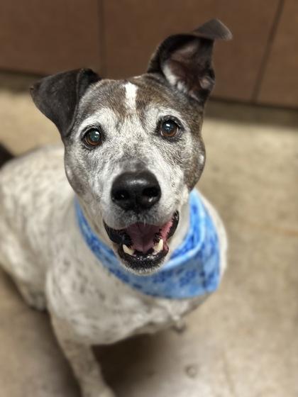 Beatrice, Adoptable, Adult Female Cattle Dog & Mixed Breed.