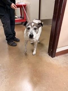 Enlarge Beatrice, a Adoptable mixed breed in Irving, TX image 2/3