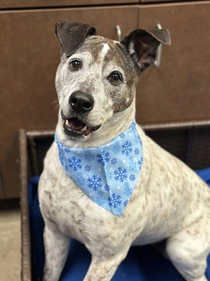 Enlarge Beatrice, a Adoptable mixed breed in Irving, TX image 3/3