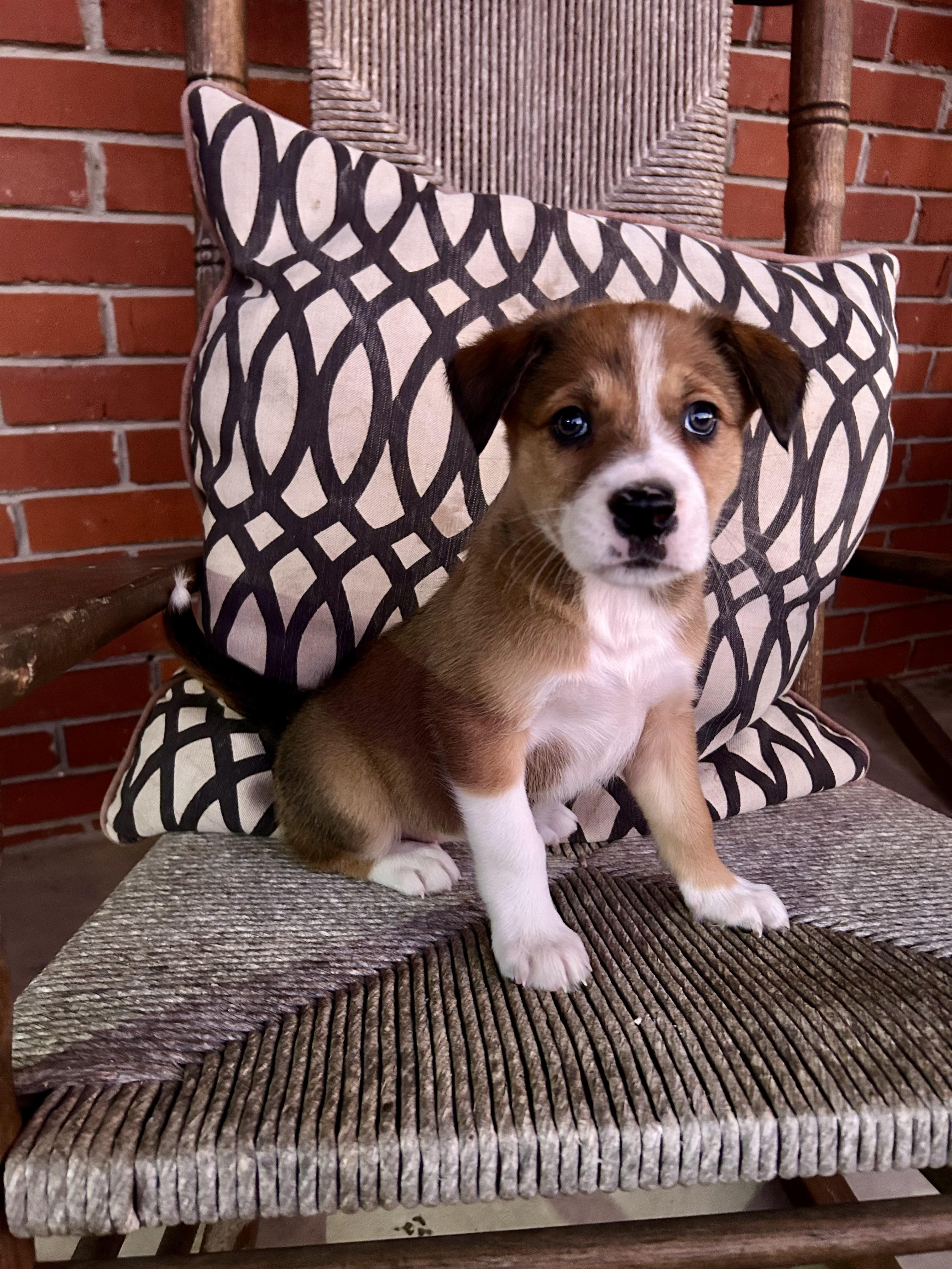 Hadleigh — thumbnail 2