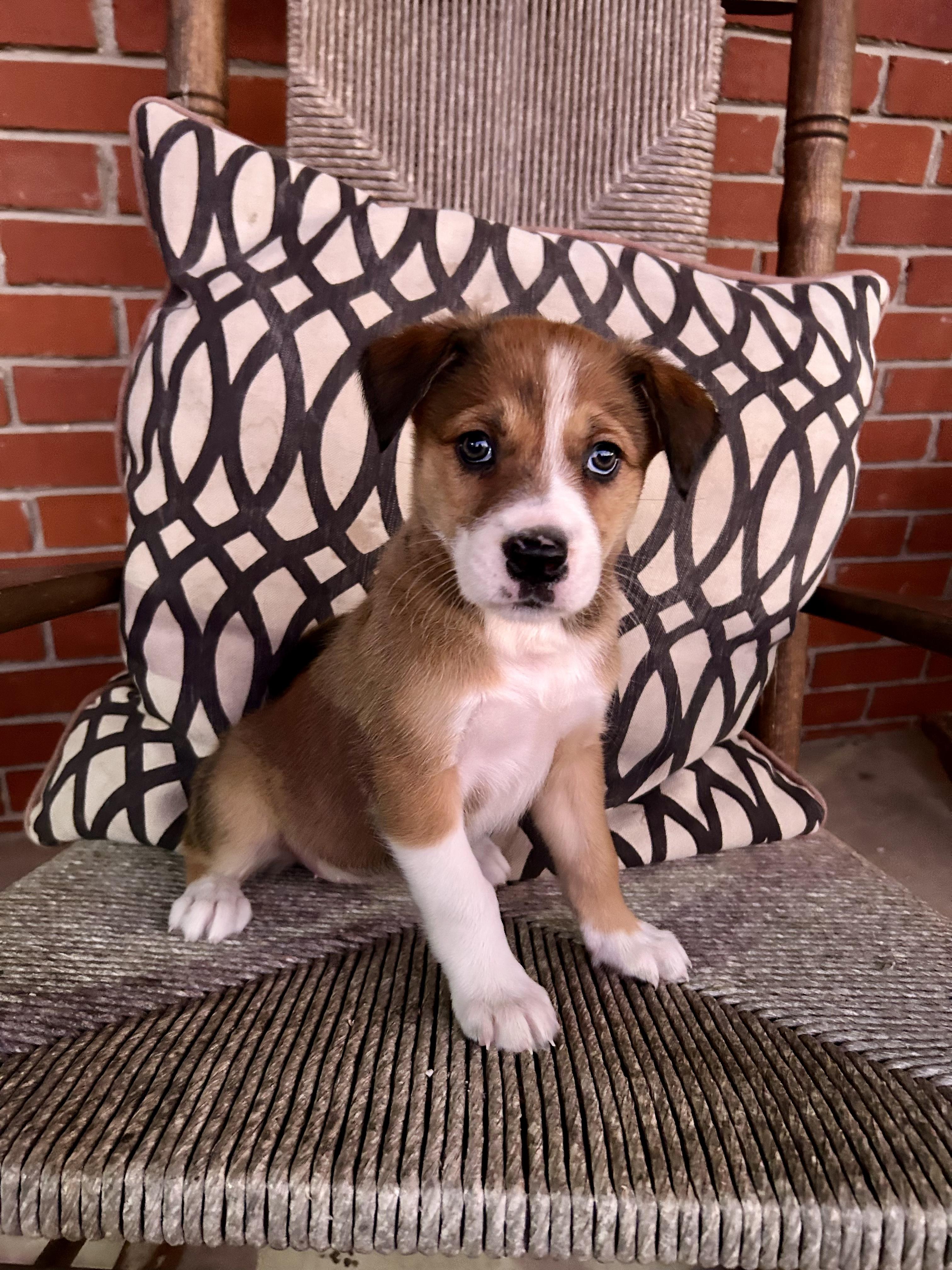 Hadleigh — thumbnail 3