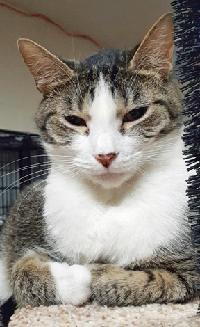 Enlarge Lily (aka Rooftop), a Adoptable mixed breed in Palo Cedro, CA image 1/2