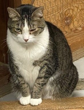 Enlarge Lily (aka Rooftop), a Adoptable mixed breed in Palo Cedro, CA image 2/2